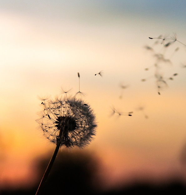 Trauerredner Würzburg Kitzingen Pusteblume Bild